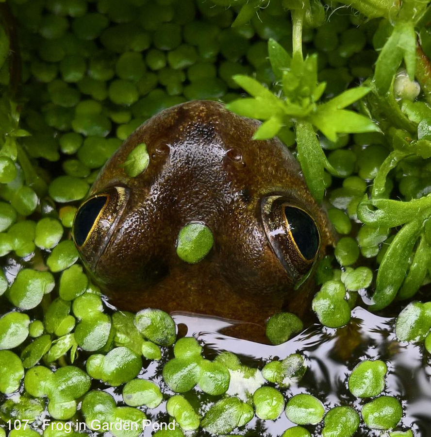 107 - Frog in Garden Pond